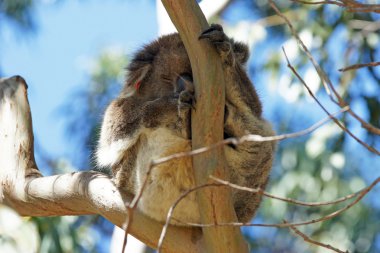 Koala, Avustralya