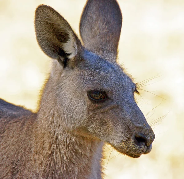 Grande canguru cinzento, Austrália — Fotografia de Stock