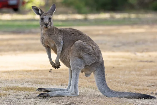大きな灰色のカンガルー、オーストラリア ストック写真