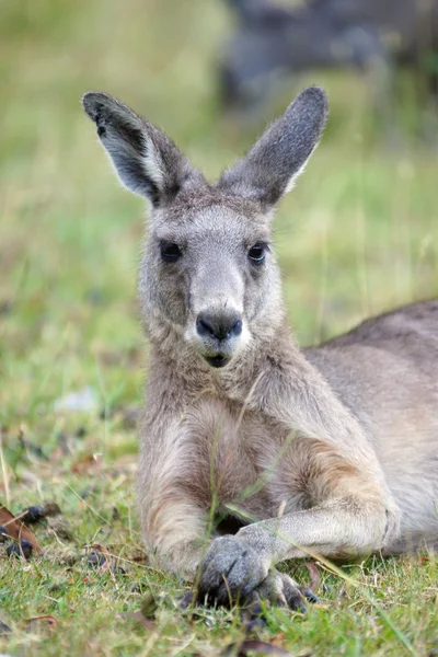Büyük gri kanguru, Avustralya — Stok fotoğraf