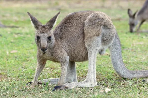 大きな灰色のカンガルー、オーストラリア — ストック写真