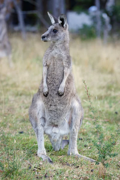 大灰袋鼠澳大利亚 — 图库照片