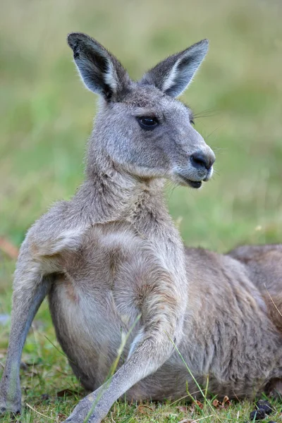 Stora grå känguru, Australien — Stockfoto