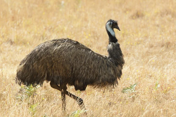 Emu, Tasmania, Australia — Stock Photo, Image