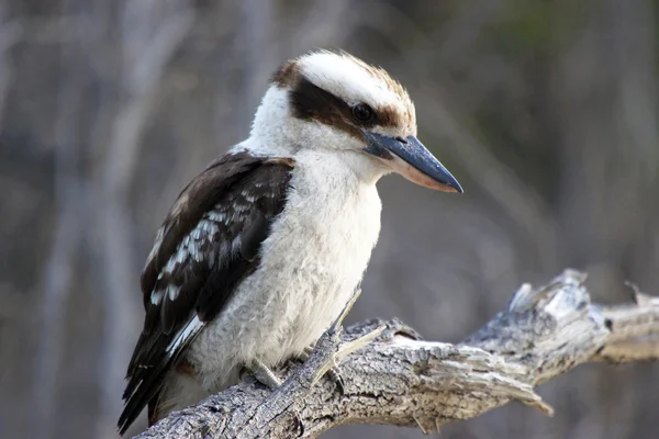 Kookaburra, Austrálie — Stock fotografie