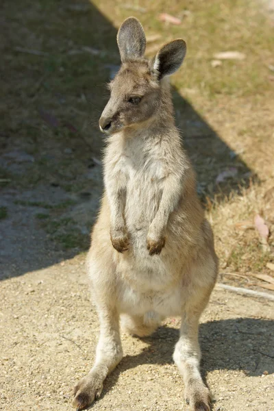 Großes graues Känguru, Australien — Stockfoto