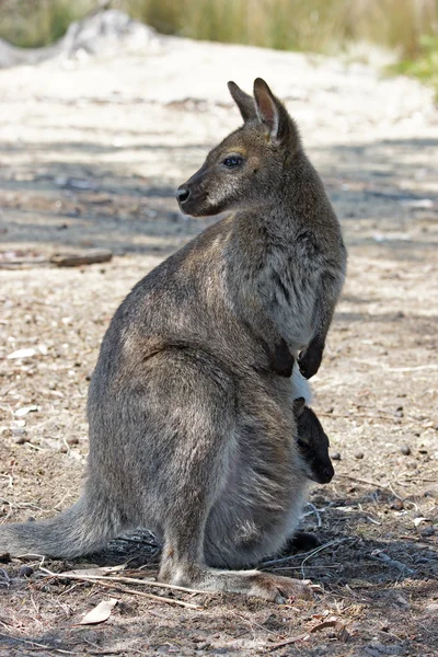 Bennett kanguru, Avustralya — Stok fotoğraf