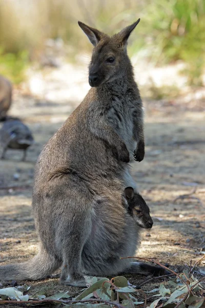 Bennett kenguru, Ausztrália — Stock Fotó