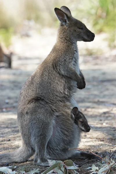 Bennett Wallaby, Austrália — Fotografia de Stock