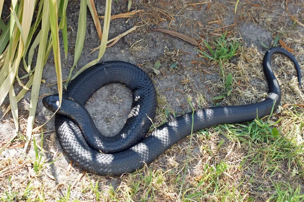 Serpiente tigre, Australia — Foto de Stock