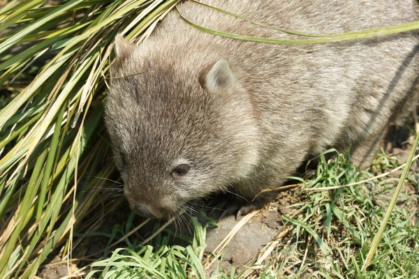 Wombat, Tasmanië, Australië — Stockfoto