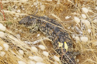 shingleback kertenkele, Avustralya