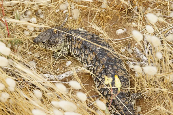 Shingleback Lizard, Austrália — Fotografia de Stock