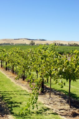bağlantı noktası peri, Avustralya