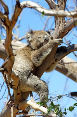 Koala, Avustralya