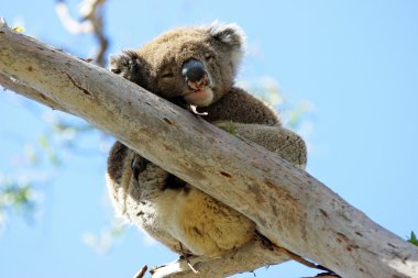 Koala, Avustralya