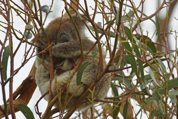 Koala, Austrália — Fotografia de Stock