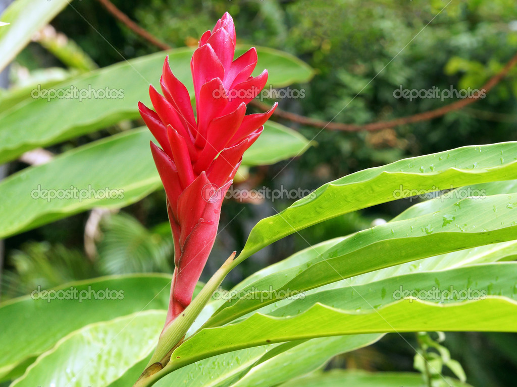 Red Ginger Caribbean Stock Photo By C Alfotokunst 3057 Red Ginger Caribbean Stock Photo By C Alfotokunst 3057