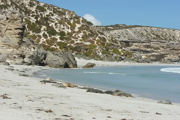 Seal bay np, kangaro island, Australien — Stockfoto