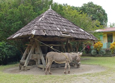 Donkey, Cane Mill, Saint Lucia clipart