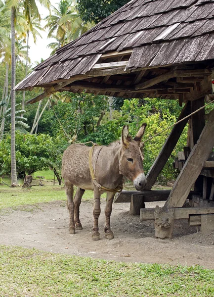 Donkey, Cane Mill, Saint Lucia — Stock Photo, Image