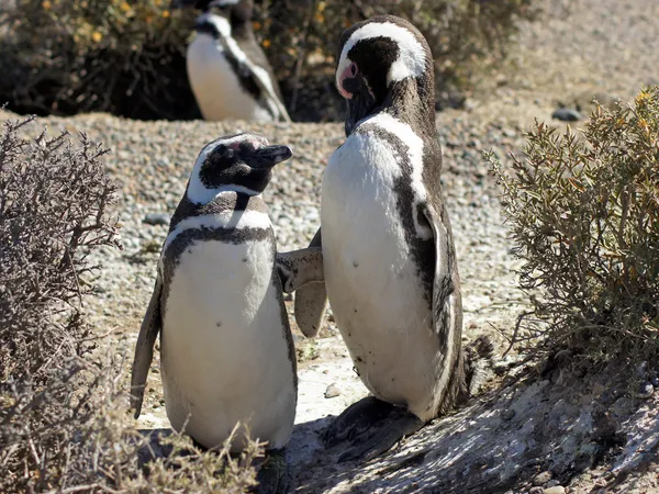 Магеллановский пингвин, Аргентина — стоковое фото