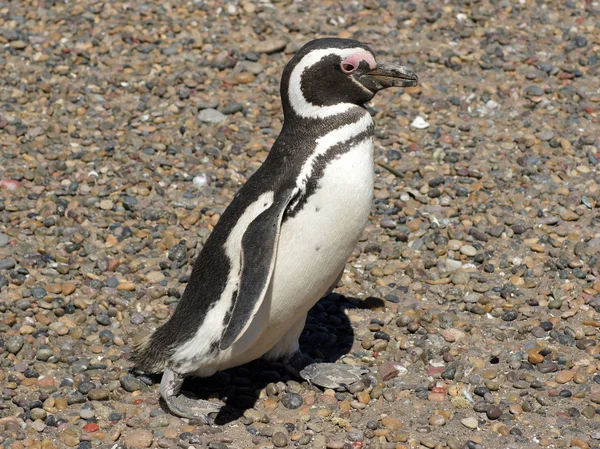 Magellanska pingvin, argentina — Stockfoto