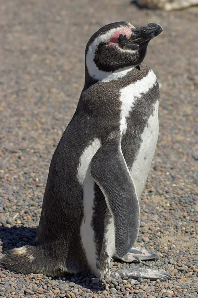 Magellanska pingvin, argentina — Stockfoto