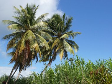 palmiye ağaçları, guadeloupe, Karayipler