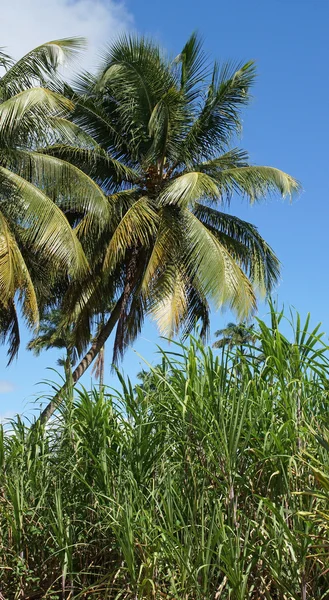 Palmbomen en suikerriet, guadeloupe Caribisch gebied — Stockfoto