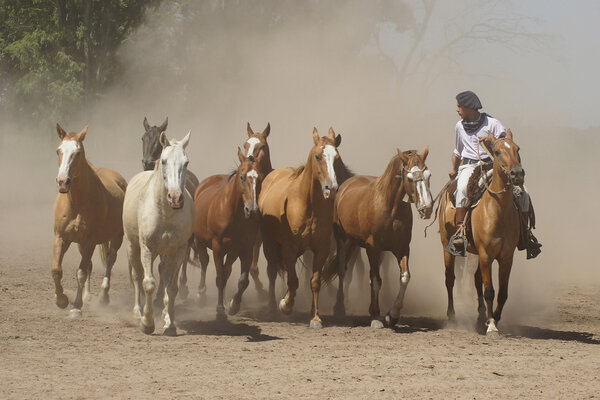 Argentinian Horses, Pampa, Argentina