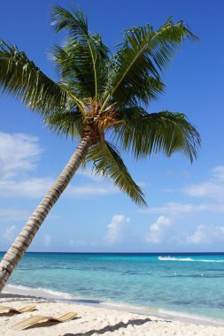 Caribbean beach, Dominik Cumhuriyeti