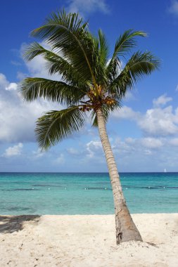 Hindistan cevizi ağacı caribbean Beach, Dominik Cumhuriyeti
