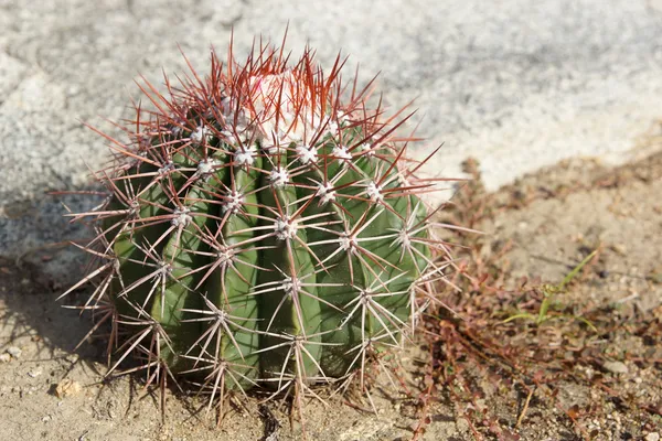 Cactus, Aruba, Islas ABC — Foto de Stock