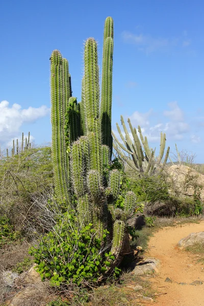 Vegetación de Aruba, Islas ABC — Foto de Stock