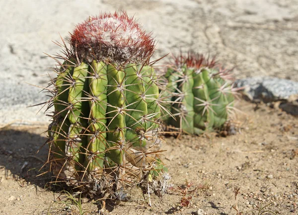 Cactus, Aruba, Islas ABC — Foto de Stock