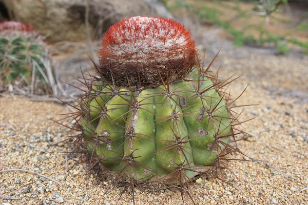 Cactus, Aruba, Islas ABC — Foto de Stock