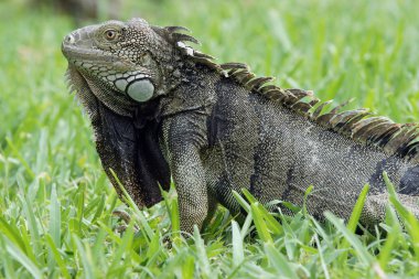 Yeşil iguana, aruba, abc Adaları