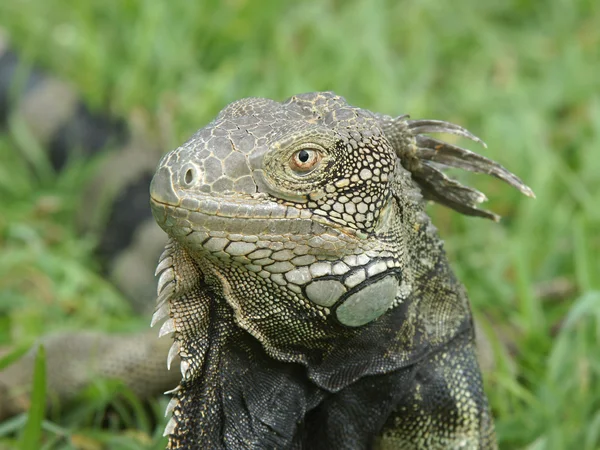 Iguana Verde, Aruba, Ilhas ABC — Fotografia de Stock