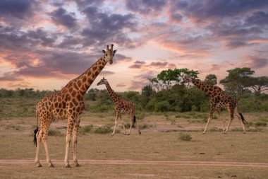 Baringo Zürafası (Giraffa camelopardalis), Murchison Falls Ulusal Parkı, Uganda