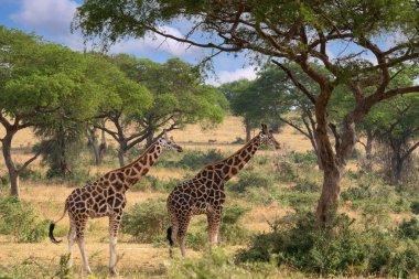 Baringo Zürafası (Giraffa camelopardalis), Murchison Falls Ulusal Parkı, Uganda