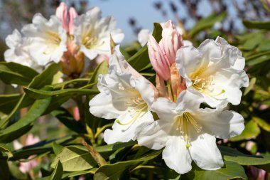 Ormangülü hibrid Dufthecke (Rhododendron hibrit), yakın çekim çiçek Başkanı