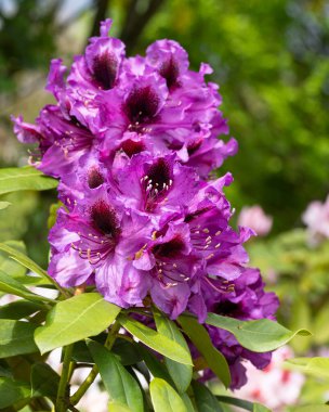 Rododendron Melezi (Rhododendron melezi), çiçeğin başını kapat