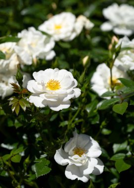 Gül çiçeğinin yakın görüntüsü, yazın arı dostu çiçeği.
