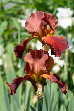 Alman iris (Iris barbata), çiçeğin başındaki görüntüyü kapat