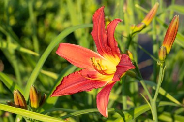 Day Lily (Hemerocallis), çiçeğin başını kapat