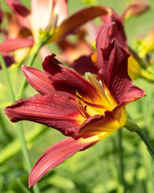 Day Lily (Hemerocallis), çiçeğin başını kapat