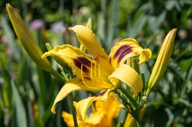 Day Lily (Hemerocallis), çiçeğin başını kapat