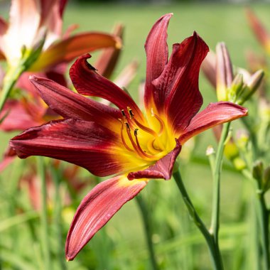 Day Lily (Hemerocallis), çiçeğin başını kapat