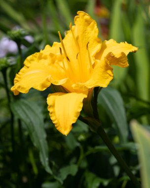 Day Lily (Hemerocallis), çiçeğin başını kapat